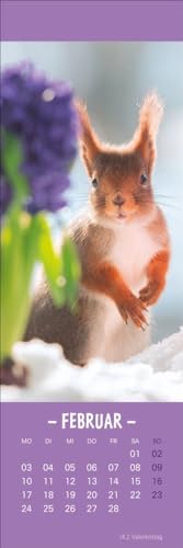 Eichhörnchen Lesezeichen & Kalender 2025: Süße kleine Aufmerksamkeit zu Weihnachten für Tierfreunde: Niedliche Eichhörnchenfotos, praktischer kleiner ... in einem! (Lesezeichen & Kalender Heye)