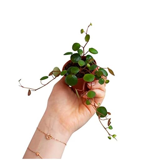 PLNTS - Baby Peperomia Pepperspot (Pépéromie) - Plante verte - Plante d'intérieur en 6 cm Pot - Hauteur 10 cm