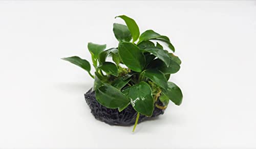 Image of Moss and More - ANUBIAS BARTERI 'Nana' - Easy Live Aquarium Plant