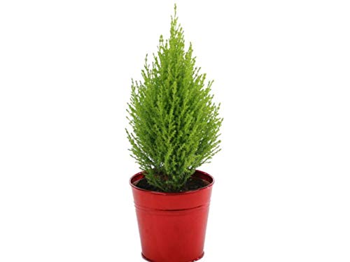 Grun Christmas Tree 1 Ft. Length
