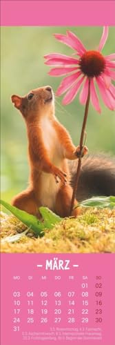 Eichhörnchen Lesezeichen & Kalender 2025: Süße kleine Aufmerksamkeit zu Weihnachten für Tierfreunde: Niedliche Eichhörnchenfotos, praktischer kleiner ... in einem! (Lesezeichen & Kalender Heye)