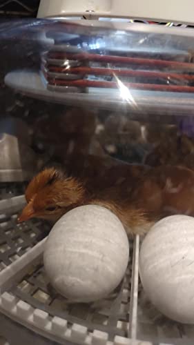 Barnyard Mix Chicken Fertile Hatching Eggs (24) #TOP2