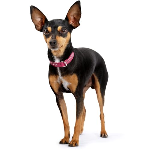 HUNTER DIAMOND PETIT Halsband für kleine Hunde, Leder, mit Strasssteinchen, 37 (XS-S), pink/schwarz