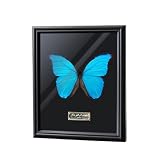 Real Blue Mountain Swallowtail Butterfly in Wooden Shadow Box – Handmade Dried Specimen for Insect Lovers (Large Blue Flash Butterfly (10-inch Vintage Frame)