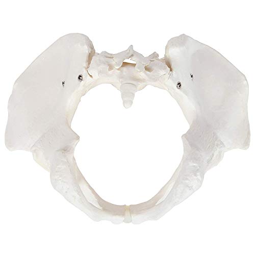 Image of Life-Size Female Pelvis Anatomy Model with Sacrum and Coccyx | Human Pelvic Skeleton Showing Pelvic Inlet, Outlet, Acetabula, Ischial Spines and Obturator Foramina | Medical Education Model | Myaskro