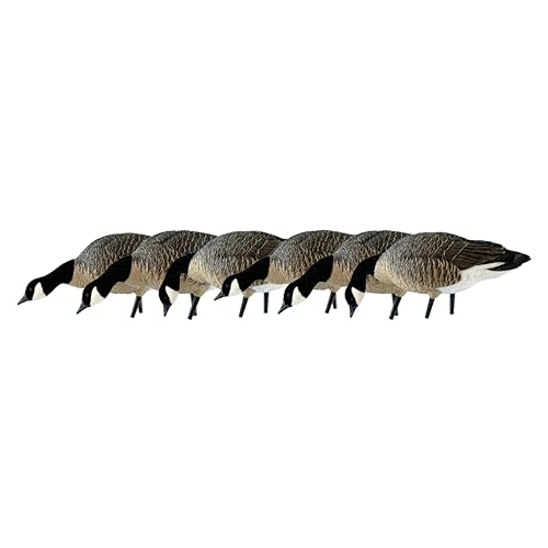 Avian X AXP Honkers Fusion Pack Lesser Canada Goose Decoys, Oversized Realistic Feeder Bodies, Flocked Heads, and Slotted Decoy Bag, Set of 6