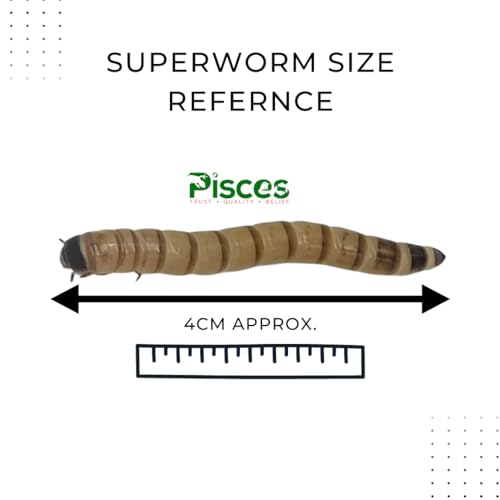 PISCES True Bugs Live Superworms (50Pcs Larvae) Natural Food Supplement With High Protein For All Life Stages,Including Aquarium Fish|Arowana,Oscar Fish Food,Turtle,Reptile Food,Monkeys And Other Pets