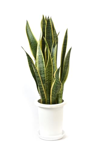 観葉植物 本物 サンスベリア・ローレンティー 7号鉢のサムネイル