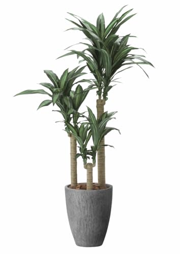 ̊y tFCNO[  i`K̖1.65m 2502P650