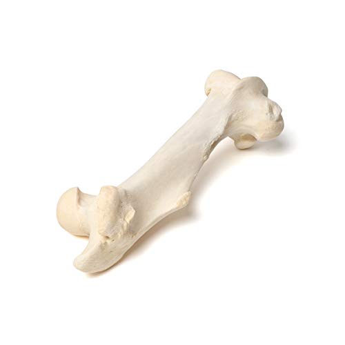 3B Scientific GmbH T30066 Mammal Femur Bones