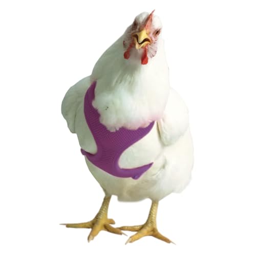 Chicken Harness (Purple, Small)