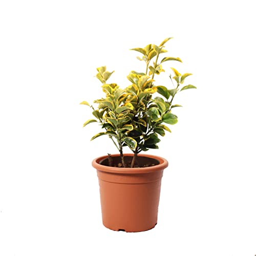 KENTIS - Euonymus Japonicus Aurea - Plantes d'Extérieur - Plantes de Haie - H 40-50 cm Pot Ø 18 cm