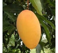 Mphmi Mango Badami, Aam Badami Grafted [Pack of 2]- Live Plants with Pots (B08T6219BG) Amazon Price History, Amazon Price Tracker