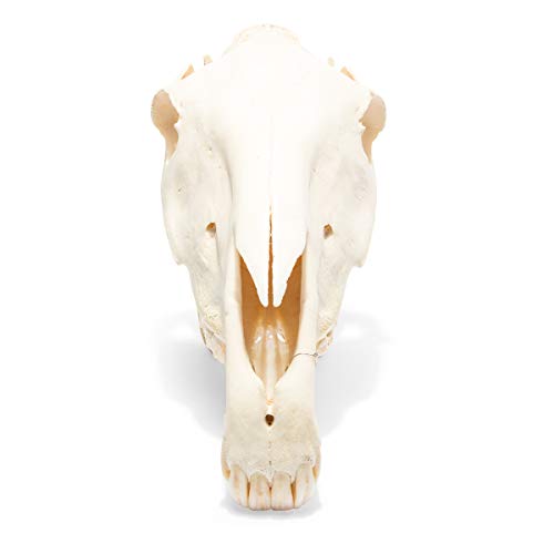 Image of 3B Scientific GmbH T300171 Horse Skull