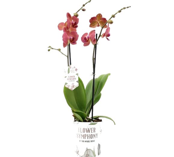 Orquídea Mariposa Natural Mix de Colores Planta Decorativa de Interior
