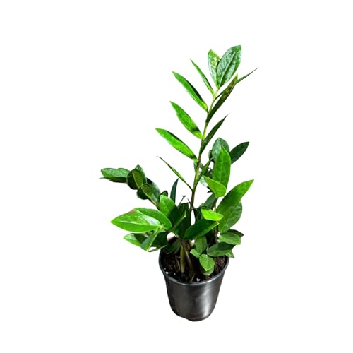 PLANTVERS Green ZZ Plant – Zamioculcas Zamiifolia | Hardy Tropical Foliage with Upright Glossy Leaves | Low-Light Tolerant & Easy Care for Home or Office Display (4' Grow Pot)