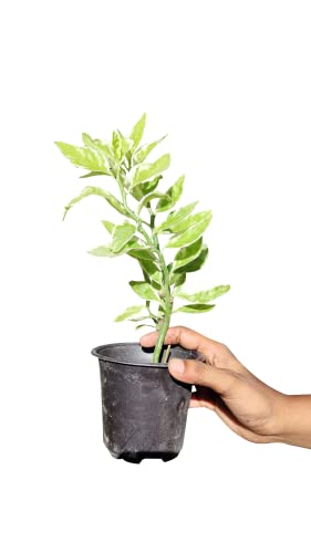 Gachwala Devils Backbone Succulent Plant (Euphorbia tithymaloides) | Pedilenthus Striped Live Plant | Excotic Rare Plant | Hanging Live Plant (Variegated) (B09YS7RX48) Amazon Price History, Amazon Price Tracker