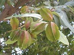 Mphmi Live Plants Nursery Garden Terminalia arjuna (Maruthu/Neermaruthu/Marutham/Jarul/Arjun/Arjuna Tree) - (Nakshatravana Tree of Swathi/Chothy/Suvathi Stars) Plant (1 Healthy Live Plant) (B0BVHWY315) Amazon Price History, Amazon Price Tracker