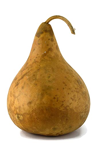 Purple Martin Birdhouse Gourd, Clean and Craft Ready