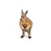Papo -Hand-Painted - Figurine -Wild Animal Kingdom - Kangaroo with Joey -50188 -Collectible - for Children - Suitable for Boys and Girls- from 3 Years Old