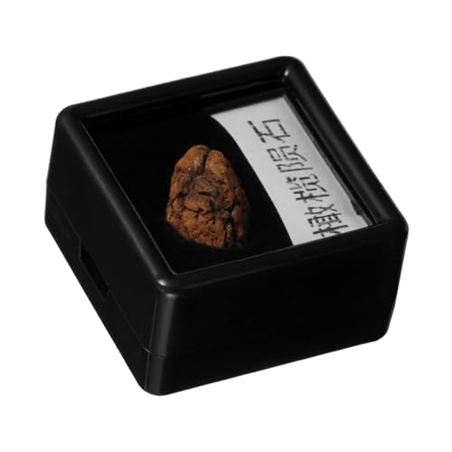 CATIEBYE Olive Meteorite Specimen Teaching Tool Small Meteorite Stones Meteorite Sample for Science Meteorite Model Science Ornament Classroom Teaching Specimen Meteorite Sample Ornament