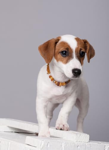 Bernsteinkette Hund | Bernsteinhalsband für Hunde und Katzen | Hundehalsband I Natürliches Halsband Hund aus echt Bernstein geliebten Vierbeiner | Handgefertigtes