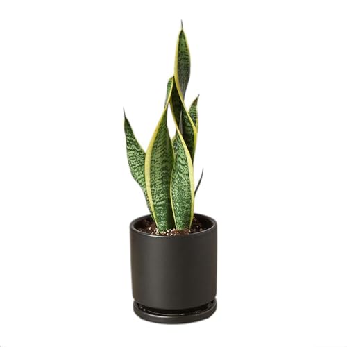 Snake Plant (Live & Rooted) 3" – Mother in Law