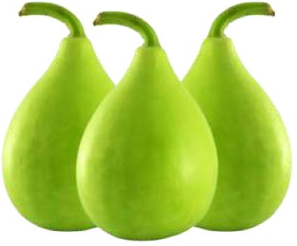Willvine Round Bottle Gourd, Ghiya-KMT-8W-image-33