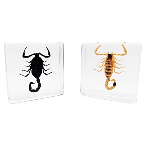 Image of Insect Specimens Set, Black Scorpion and Yellow Scorpion Specimens in Resin, Animal Taxidermy Collection for Science Education & Desk Ornament, (FBBJ-03)