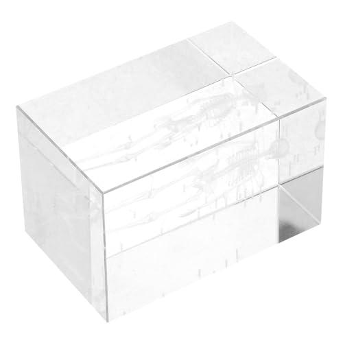 Modèle anatomique cristal du squelette humain pour réviser sans encombrement