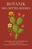 Botanik des Mittelmeeres: Posterbuch mit 30 mediterranen Vintage-Farbtafeln zum Ausschneiden und Aufhängen - Sandra Berta Eva-Maria Koch 