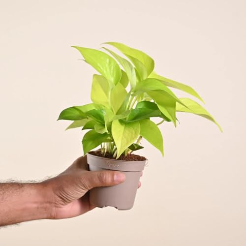 Image of Ugaoo Golden Money Plant Live Plant With Grow Pot