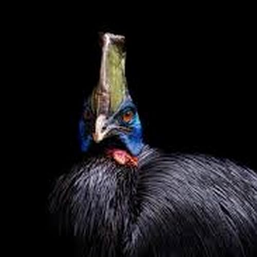 Far North drivers urged to be careful of cassowaries