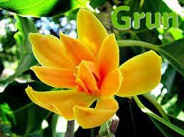 Grun Live Champa/Plumeria/Champak Yellow Flower Plant with Pot - Decorative Outdoor Plant (B095N52CCS) Amazon Price History, Amazon Price Tracker