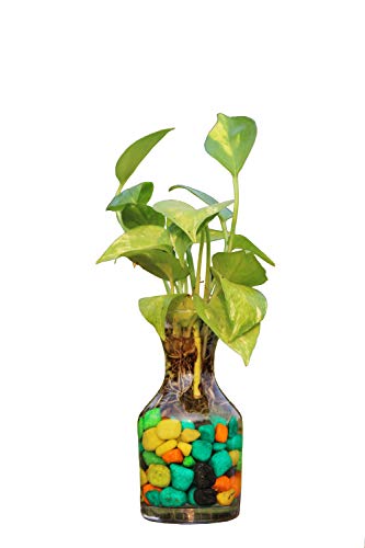 Image of Combo of 2 Decorative Pot Glass Vase for Water Plants| Flower Vases for Centerpieces Living Room Kitchen Office Wedding, Clear