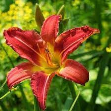 See full amazon price history chart for Asiatic lily flower bulbs mix color (pack of 7) Asiatic lily flower bulbs mix color (pack of 7) (B0CM9NYP5Y) Amazon Price History, Amazon Price Tracker
