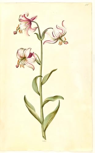 Impression d'affiches Lily Martagon par Hans Simon Holtzbecker, reproduction sur toile 60x90cm
