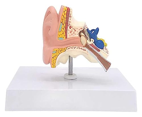 BINWAN Organ Model Modello di Anatomia dell'orecchio,ingrandimento 1 Volte Modello anatomico dell'orecchio Interno Umano for Comprendere la Struttura dell'orecchio Umano