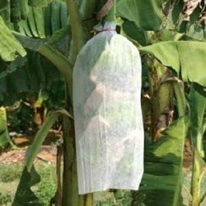 Non Woven Banana Bunch Cover, 17 GSM,Width -31 inch, Fruit Protection Wrapping Bag, Pack of 20-image-44