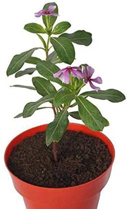 Skycom Sadabahar Plant (Pack of 1)