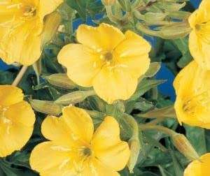 310 seeds of Evening Primrose Missouri, Grow Your Own Flowers