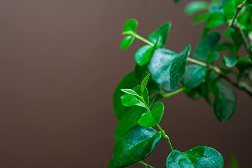Bonsai Baum mit Keramik Blumentopf - Ligustrum - ca. 8 Jahre (25-35 cm Höhe, ca. 8 Jahre, Ligustrum P15 S) - Image 5
