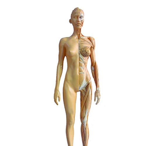 Modèle d'enseignement, modèle de figure d'anatomie féminine-modèle de peinture anatomique de squelette humain-matériau PU modèle d'os musculaire anatomique humain-pour l'étude de dessin d'artiste médi