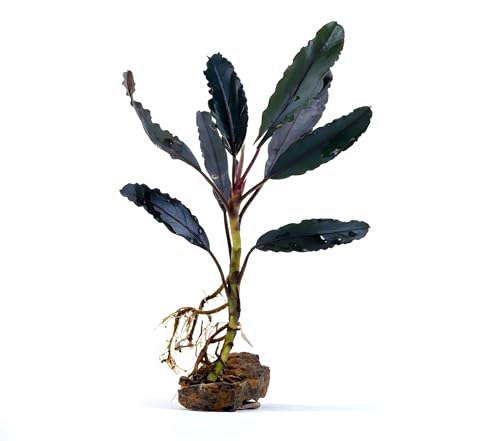 NatureHolic Bucephalandra Midnight Blue Aufsitzerpflanze - Wasserpflanze für Vordergrund und Mittelgrund im Aquarium - Pflegeleichte Aquariumpflanze - Edle Bucephalandra Deko fürs Aquascaping