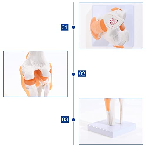 Image of ✮ Knee Joint Model With Ligaments (Flexible) ✮ ACL, PCL, LCL & MCL Are Accurately Depicted ✮ Comes Without Any Deformity