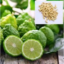 Vistaric 20 piezas de semillas de Kaffir Lime, Kreen Lemon Seeds, Super Fragrant, Organic Fruit Seeds, Source From Thailand, planta para hogar y jardín