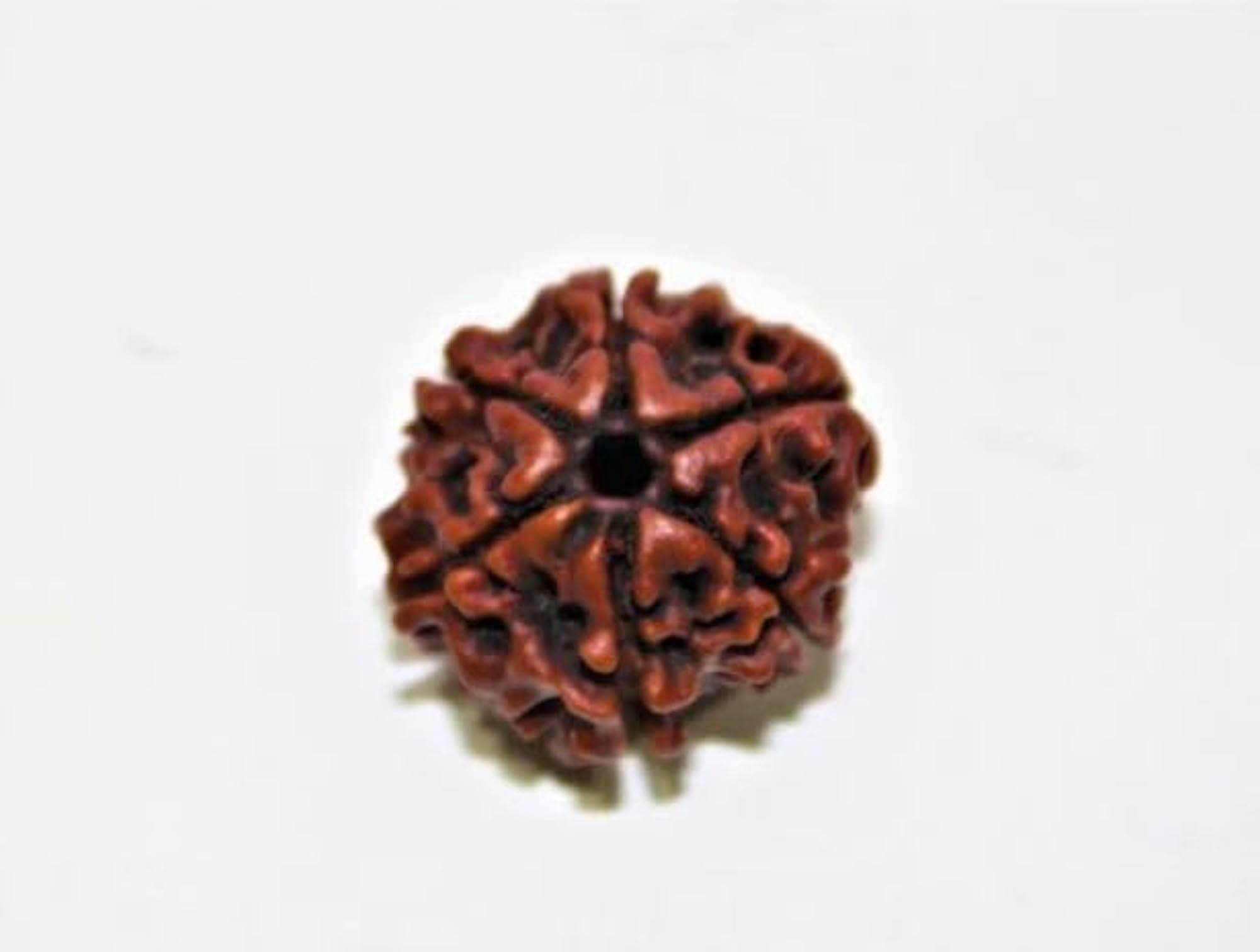 13 Mukhi Rudraksha Original Certified by IGL, Natural Brown