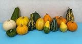 おもちゃかぼちゃの種 50粒