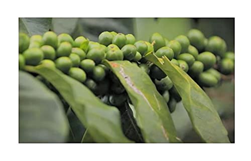 5 x Coffea arabica Costa Rica 95 caffè – Abburgo giardino piante – Semi ID262 – Seeds Plants Shop Samenbank Pfullingen Patrik Ipsa