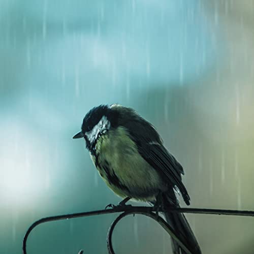 Rain Birds